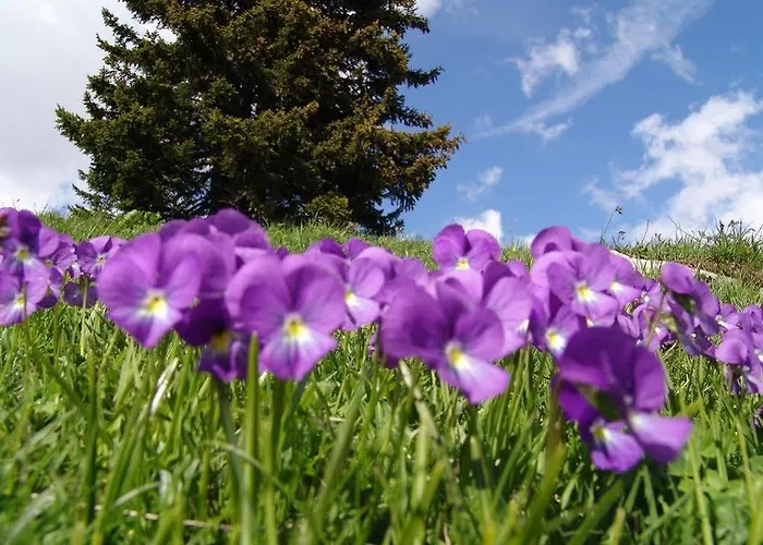 Hotel Strela By Mountain 3*