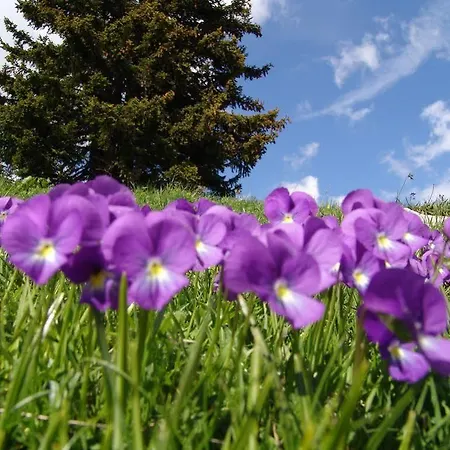 Hotel Strela By Mountain 3*